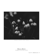 Lily of the Valley