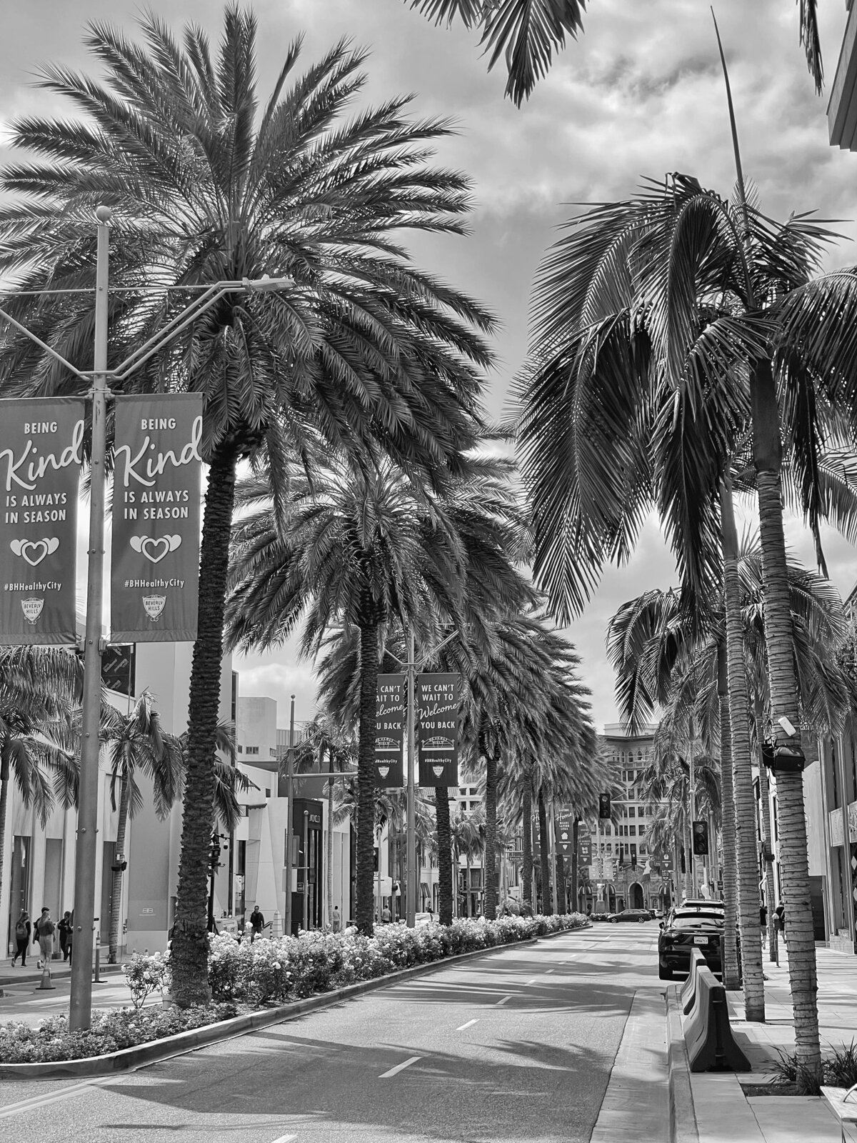 Palm-Lined Boulevard