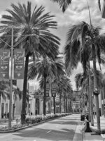 Palm-Lined Boulevard