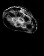 NC Aquarium at Fort Fisher