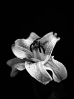 Lily