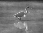 Great Egret In The Morning Fog