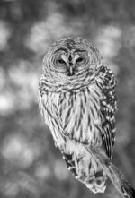 Barred Owl