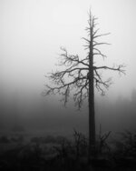 Solitary Dead Tree in the Fog