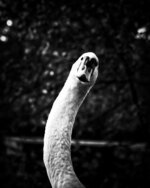 Curious Swan