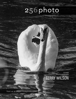swan's reflection wildlife photography