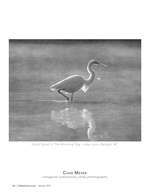 great egret in the morning fog wildlife photography