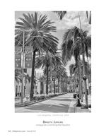 palm-lined boulevard cityscape photography
