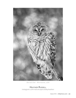 barred owl wildlife photography