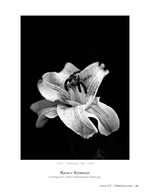 lily flower photography