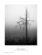 solitary dead tree in the fog landscape photography