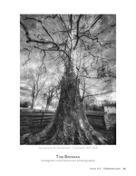 sycamore at somerset landscape photography
