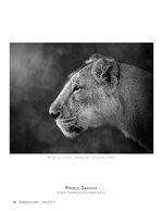 royal princess wildlife photography