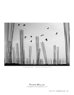 crowded sky wildlife photography