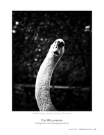 curious swan wildlife photography