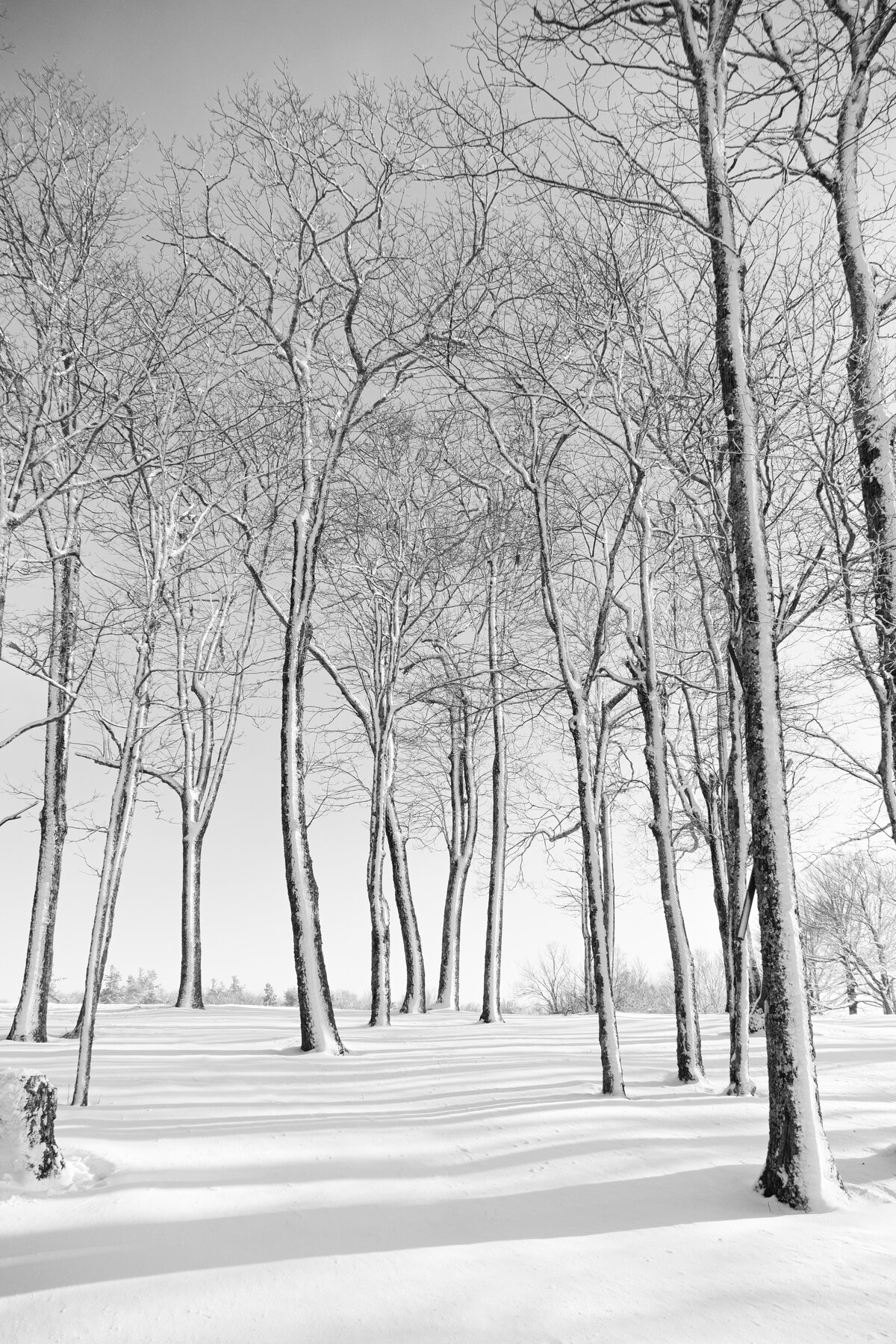 Dancing Snowy Trees