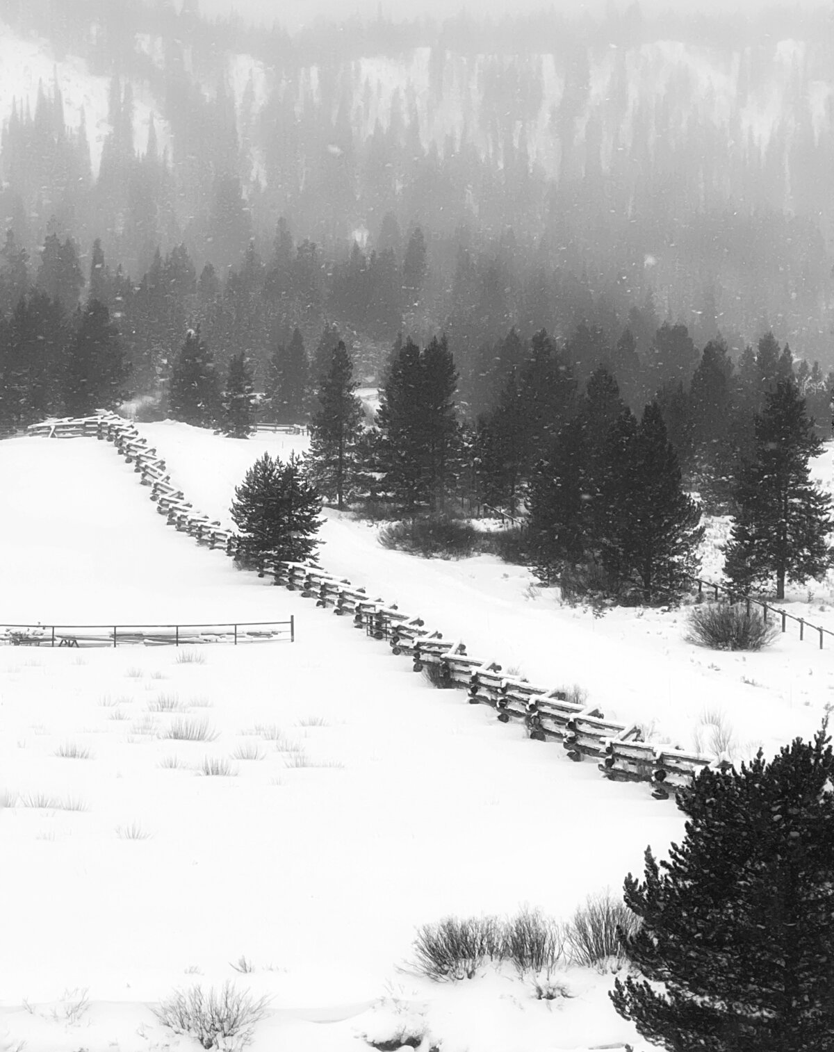 Snowy Fence Line