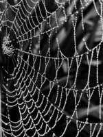 Dew-Strung Web