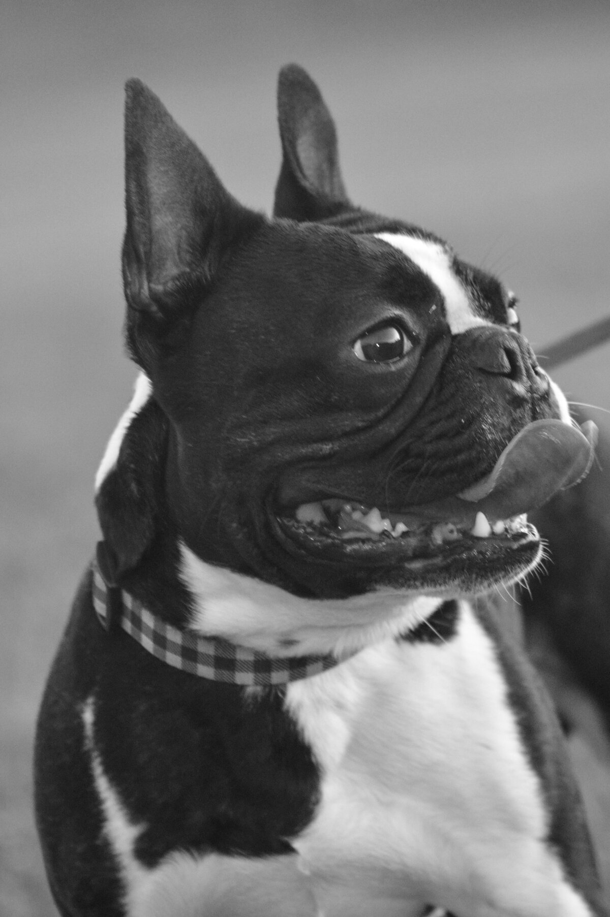 Boston Terrier Portrait
