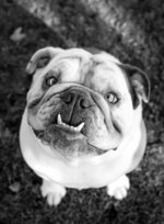 Bulldog Portrait