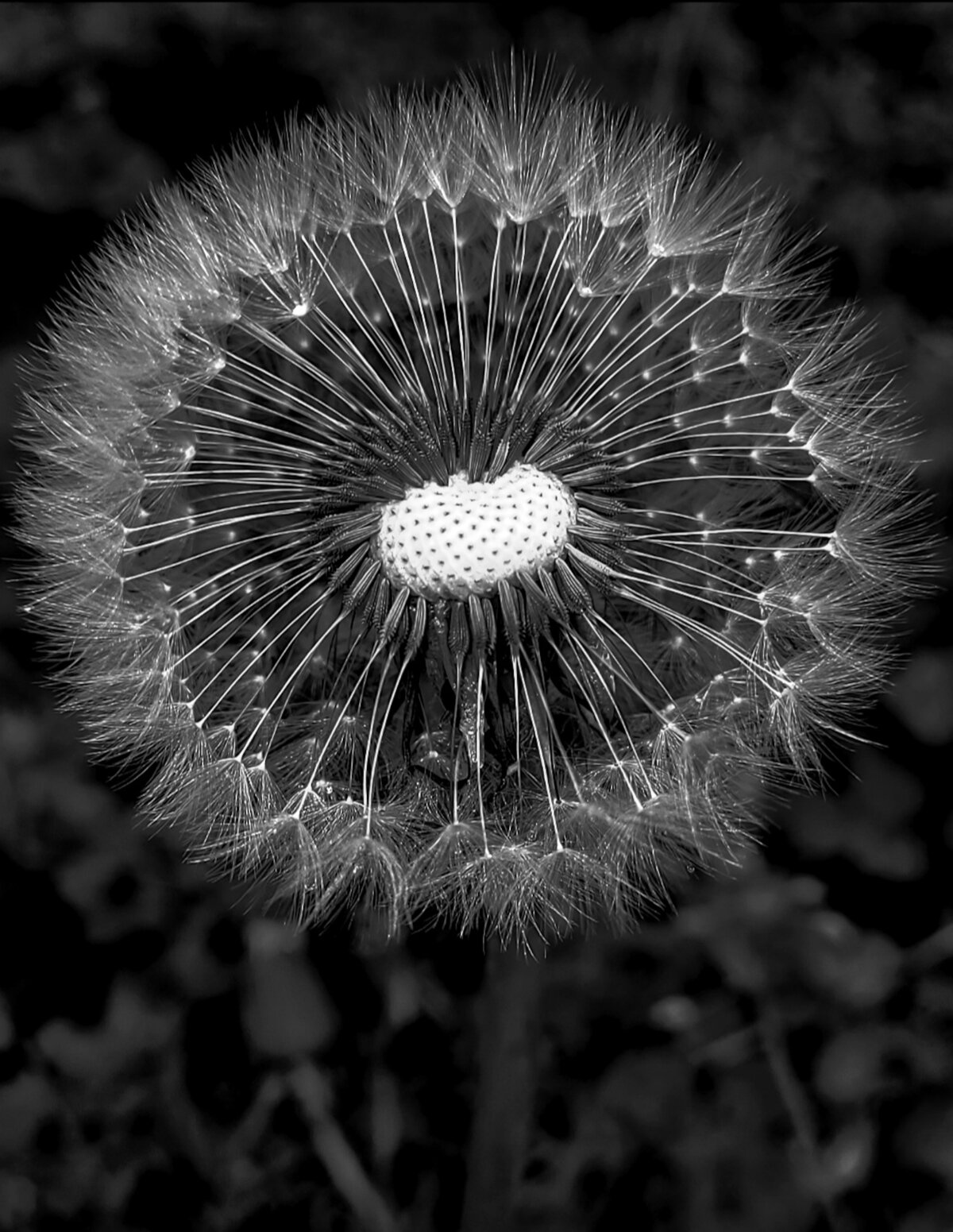 Dandelion