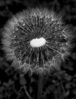 Dandelion