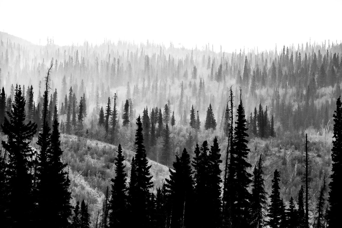 Misty Pine Ridge