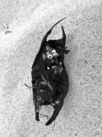 Mermaid's Purse