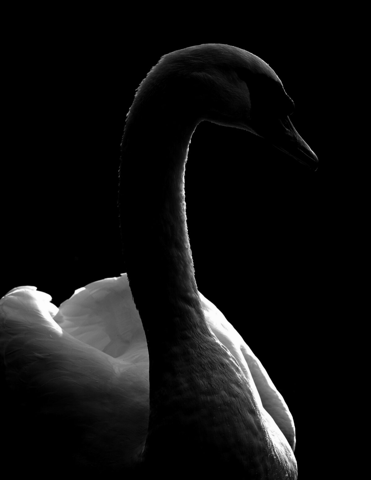 Swan Portrait