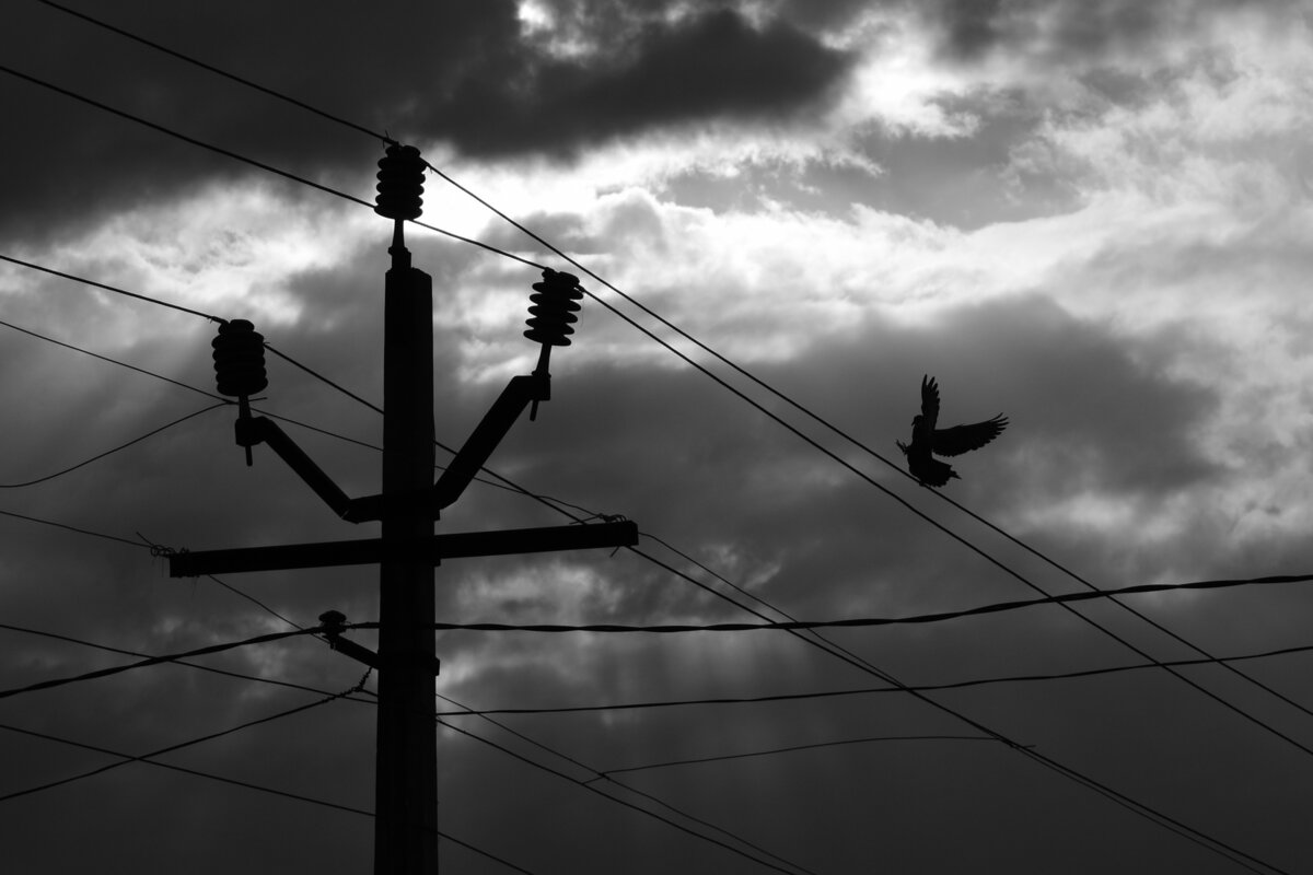 Bird in Flight