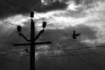 Bird in Flight