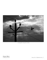 bird in flight silhouette photography
