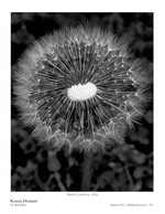 dandelion flower photography