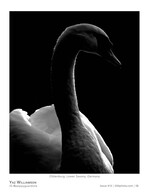 swan portrait wildlife photography