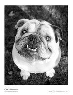 bulldog portrait pet photography