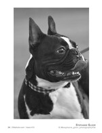 boston terrier portrait pet photography