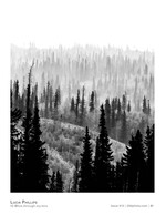 misty pine ridge landscape photography