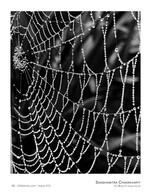 dew-strung web landscape photography