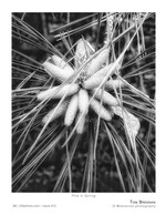 pine in spring flower photography