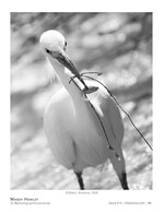 egret's catch wildlife photography