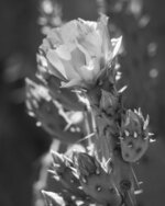Prickly Pear Blossom