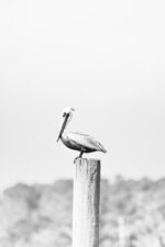 Pelican on a Post