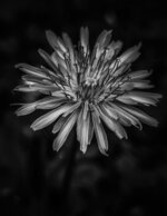 Dandy