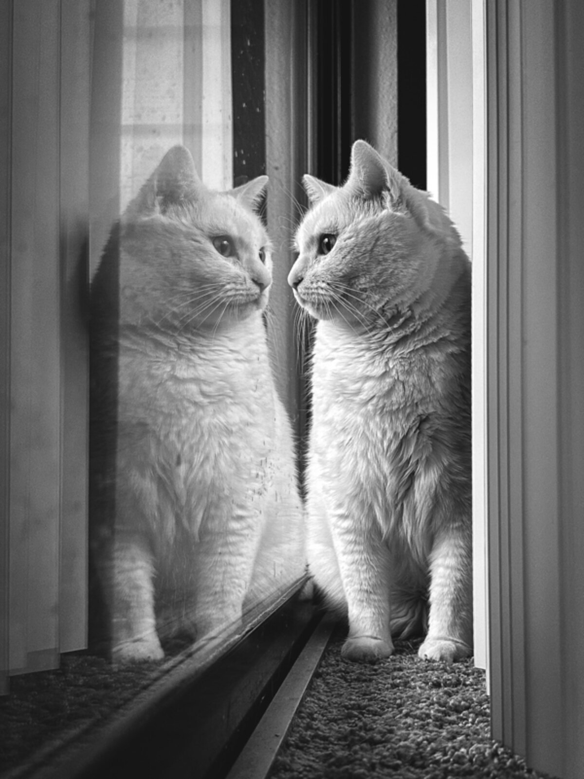 Cat and Reflection