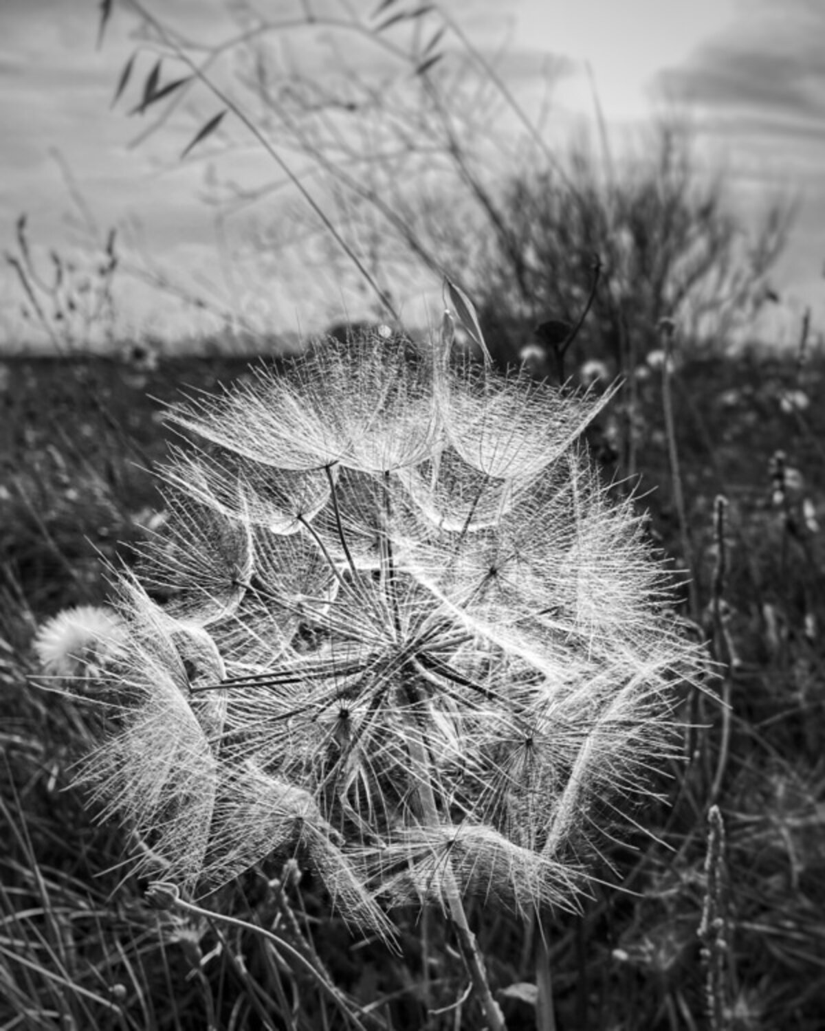 The Answer Is Blowing In The Wind