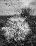 The Answer Is Blowing In The Wind