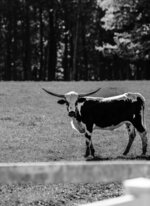 The Stare Down (Cow)
