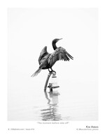 the moment before take off wildlife photography