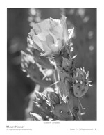 flower photography