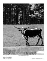 the stare down wildlife photography